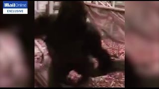 Exclusive Silverback Gorilla Kumbuka attacks his enclosure before he escapes London Zoo [upl. by Talya289]