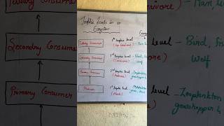 Trophic levels in ecosystem with examples  tropic level  ecosystem ecosystem shorts youtube [upl. by Kuth]