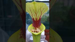 Meat eating plant ingests food carnivorousplant nature insecteatingplant [upl. by Nyleahs]