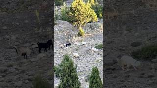 Dağ Başında Keçiler  Yörük Yaşamı yörük keçi yayla [upl. by Leibman]