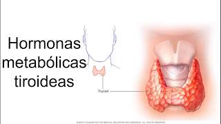 Hormonas metabólicas tiroideas  Fisiología [upl. by Northington]