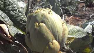 Parcela cultivada de Alcachofa Cynara scolymus [upl. by Nonnarb]