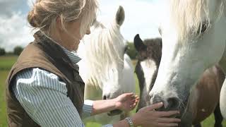 Rambling with the Irish Rare Breeds Connemara Pony [upl. by Ahseyd134]