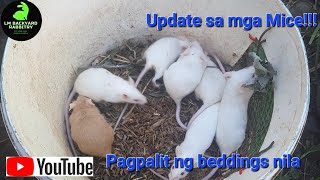 Pagpalit ng beddings ng mga Mice o Dagang Costa mice [upl. by Greyso]