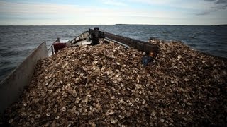 From the Field Rebuilding oyster reefs in Harris Creek Md [upl. by Eirek995]