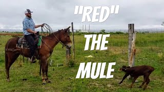 “Red” the Mule Sold [upl. by Ahsinel]