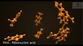 RNA  Ribonucleic Acid [upl. by Alvy958]