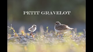 Petit Gravelot 2024 [upl. by Jaquenetta339]