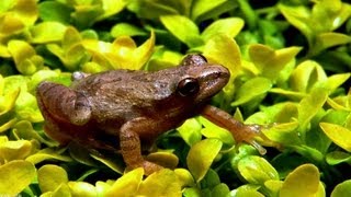 ❀ Spring Peepers  1 Hour [upl. by Gloriane643]