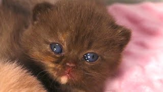 Adorable Newborn Kittens First Meows and Sweet Moments 💕 [upl. by Bal635]