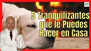 🟢 CÓMO HACER 5 TIPOS DE TRANQUILIZANTE PARA PERROS CASERO 🟢 [upl. by Maible]