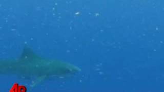 First Person Man Battles Tiger Shark [upl. by Noelle889]