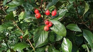 Cockspur Hawthorn Crataegus crusgalli [upl. by Ahsekyw550]