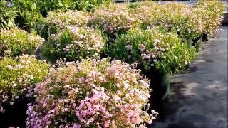 Best Perennials  Gypsophila Filou Rose Babys Breath [upl. by Ydnagrub]