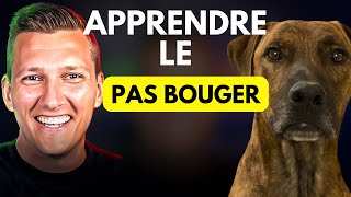 Apprendre Facilement le PAS BOUGER à Son CHIEN ou CHIOT [upl. by Suhail647]