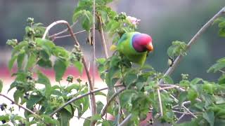 Plum headed parakeet Psittacula cyanocephala [upl. by Notle948]