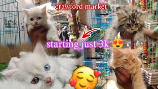 cheapest persian cat babies in mumbaicrawford marketRupees Vlogs [upl. by Ycniuq]