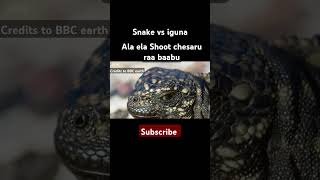 Iguana vs Snake planet snake iguana survival fighting suspense viralshorts shorts most wow [upl. by Somar]