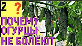 НЕ ФОРМИРУЕМ ОГУРЦЫ ЧТО БУДЕТ ответы зрителям часть 2 [upl. by Harvard891]