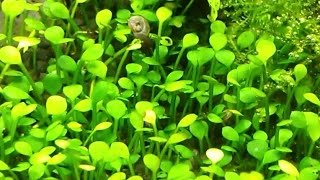 Marsilea crenata  aquascape aquatic plants to nano tanks [upl. by Eiramaneet717]