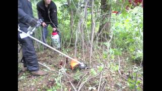 Invasive Buckthorn Removal Timelapse Removing Buckthorn Trees amp Bushes in Minnesota [upl. by Yrotciv]