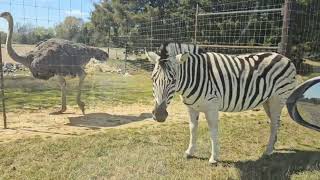 Almost Eaten Alive Come With Me To Alamo TN Safari Park WARNING COLORFUL LANGUAGE 🤭 [upl. by Immak]