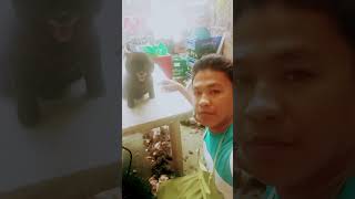 Black Pomeranian ✂️ shortvideo youtubeshorts doglover pets [upl. by Adal]