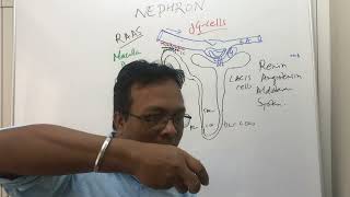 JuxtaGlomerular ApparatusReninAngiotensin Aldosterone System physiology lectureRAAS [upl. by Rimidalb814]