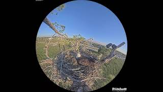 Southwest Florida Eagle Cam  Cam 360 [upl. by Stefano]