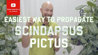 Easiest way to propagate Scindapsus Pictus [upl. by Garling]