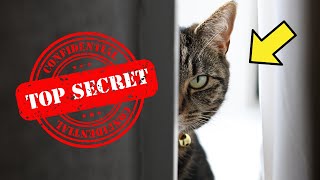 8 Surprising Things Your Cat Knows About You 👀 [upl. by Yrrah]