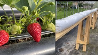 Hydroponic Strawberry Growing Ideas [upl. by Hairabez]