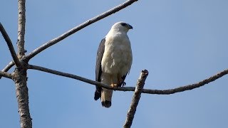 FreeWildlifeBrazil Celine News  O gaviãopombopequeno  The Whitenecked hawk [upl. by Greff324]