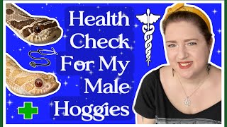 Snake Vlog Hognose Snake Health Check amp Weighing Ellie Snake Lady [upl. by Kernan]