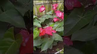 Anthurium Andraeanum Merah Mirip Flamingo [upl. by Nossaj]