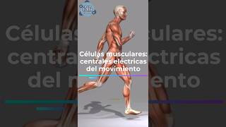 Células musculares centrales eléctricas del movimiento [upl. by Etnomaj143]