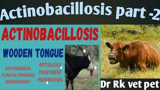 Actinobacillosis in cattle treatment [upl. by Yeslek]