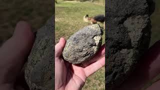 You’ll be GREEN with envy over this peridotite rough with visible peridot druzy crystals shorts [upl. by Eldwin]