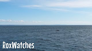 Whale watching adventure with AML croisières Tadoussac Québec  4K [upl. by Friedrick293]