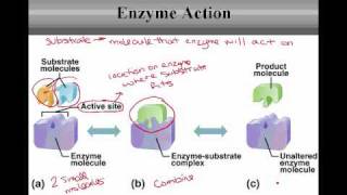 Control of Metabolic Reactions [upl. by Griffy]