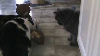 Lefthanded Cat steals food Kramer [upl. by Ellemrac2]