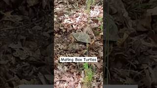 Eastern Box Turtles Mating [upl. by Brnaby261]