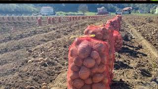 Nuk kanë treg për patate Duhet ta hedhim shteti nuk na ndihmon fermerët e Bllacës [upl. by Lach]