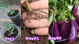 Growing Eggplant From Cutting [upl. by Konopka]