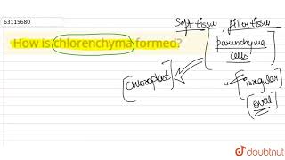 How is chlorenchyma formed [upl. by Ainoz]