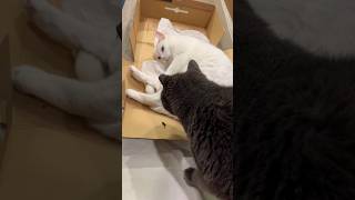 Box Meow amp Sniffing Cat catlife mrcat [upl. by Ninerb]