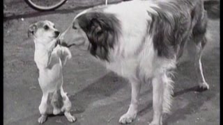 Lassie  Episode 182  quotLassies Guestquot  Season 5 Ep 39  05311959 [upl. by Uoliram12]