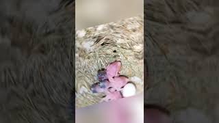 He found a helpless chick and did this ❤️ animalsrescue shorts [upl. by Brodench]