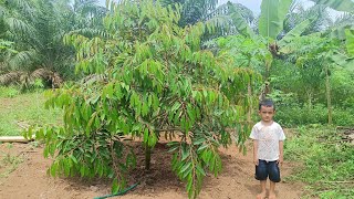 PERKEMBANGAN DURIAN BELAKANG RUMAH GAESS MUSANGKING OCHEE SUPER TEMBAGA CUMASI BAWOR [upl. by Bertold]