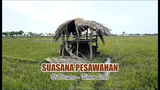 SUASANA PESAWAHAN DI OECUSSE TIMOR LESTE [upl. by Iline493]